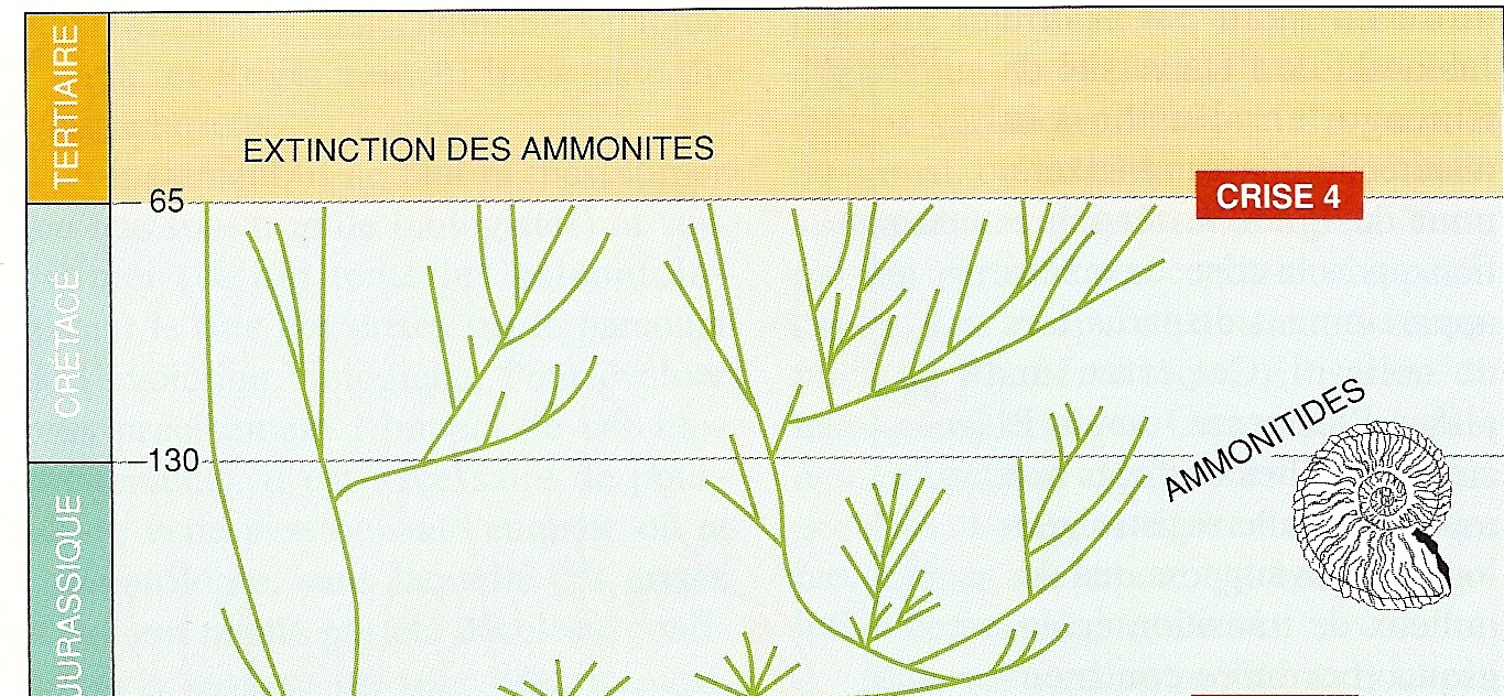 amonite